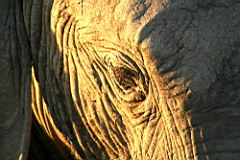 elephants addo IMG_3803.JPG